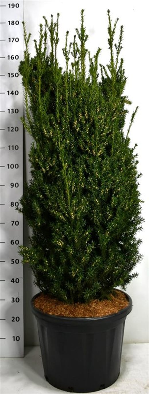 Taxus media 'Hillii' - 140-150 CM Piramide Cont.